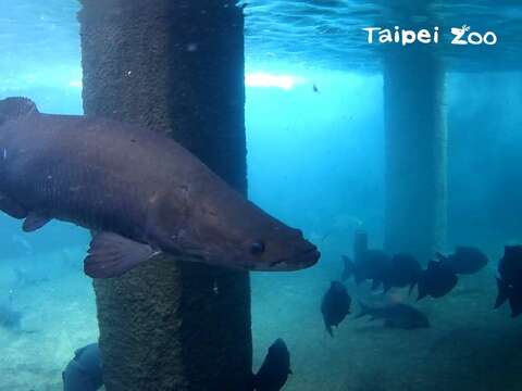 體型龐大的象魚、魚鱗堅硬,瞬間扭動身軀所產生的力道,足以打斷人類的骨頭