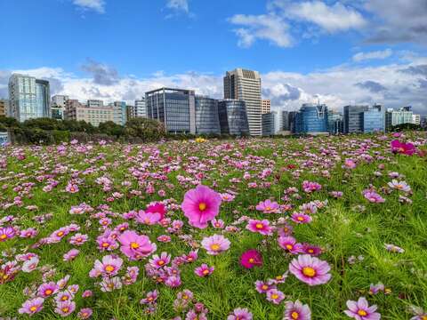 北市河濱最大花海登場 三千坪大波斯菊浪漫盛開