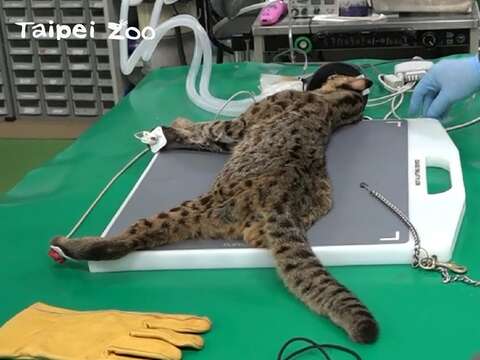 誘捕籠捕獲石虎「飛飛」後，經過檢查發現有輕微感染、肝功能指數也略微上升