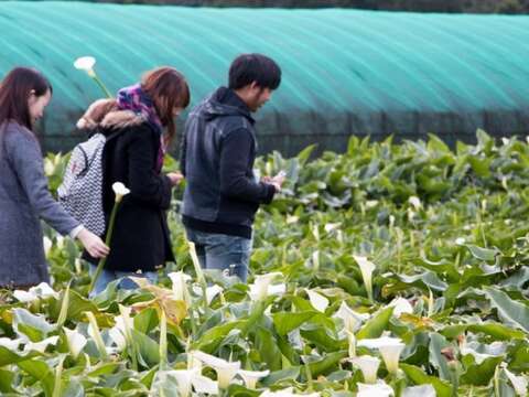 海芋、蘭花爭妍 春天來台北賞花