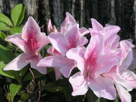 八萬株杜鵑將齊爆發 花王就在陽明公園