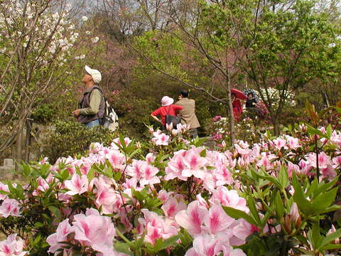 八萬株杜鵑將齊爆發 花王就在陽明公園
