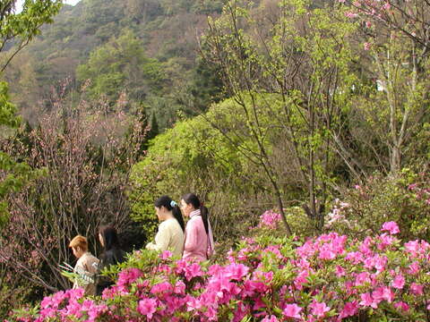 八萬株杜鵑將齊爆發 花王就在陽明公園