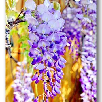 2016紫藤花季 千呼萬喚紫出來