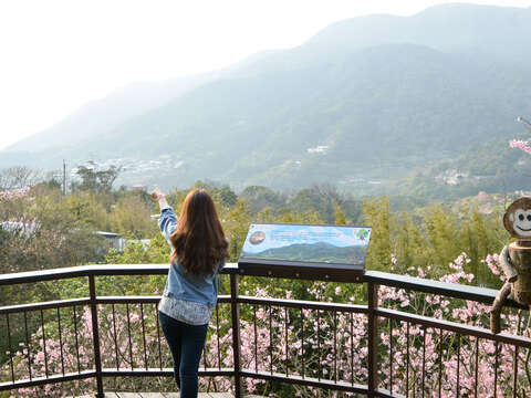 湖山社區春盎然 杜鵑百花齊綻放