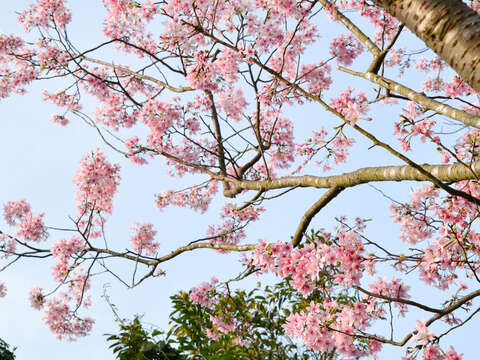 湖山社區春盎然 杜鵑百花齊綻放