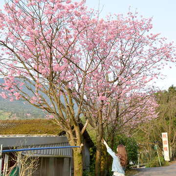 湖山社區春盎然 杜鵑百花齊綻放