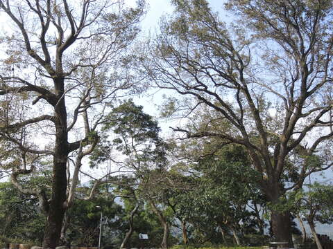 湖山社區春盎然 杜鵑百花齊綻放