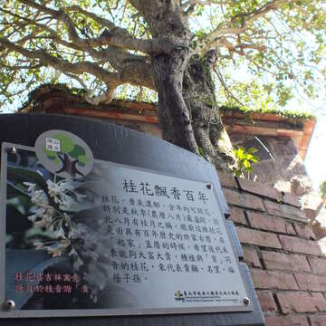 湖山社區春盎然 杜鵑百花齊綻放