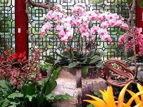 蘭花蘭花我愛你 士林官邸訴情衷