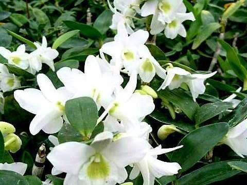 蘭花蘭花我愛你 士林官邸訴情衷