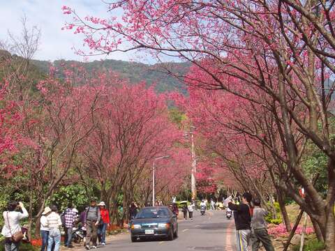 臺北綻放粉嫩新希望　大地處邀您一同 賞櫻祈福迎新春
