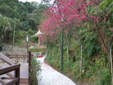 臺北綻放粉嫩新希望　大地處邀您一同 賞櫻祈福迎新春