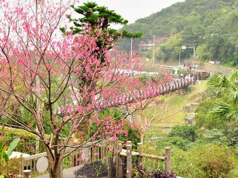 臺北綻放粉嫩新希望　大地處邀您一同 賞櫻祈福迎新春