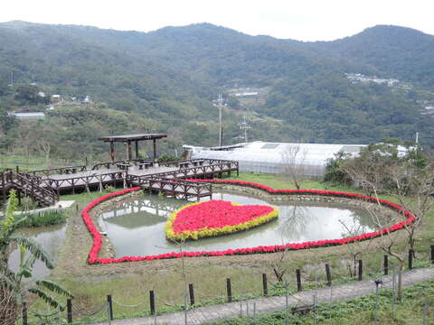 白石湖猴年迎春趣  花開富貴賞錢柳
