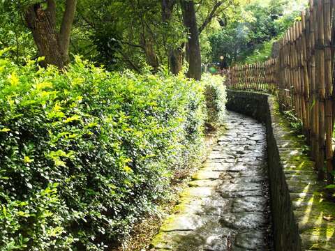 白石湖猴年迎春趣  花開富貴賞錢柳