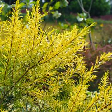 白石湖猴年迎春趣  花開富貴賞錢柳