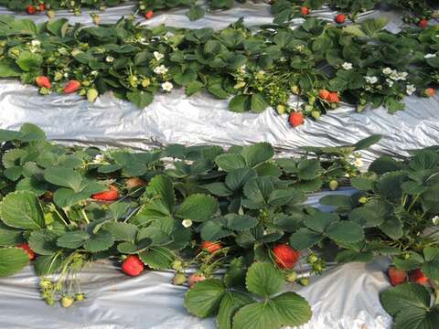 白石湖猴年迎春趣  花開富貴賞錢柳