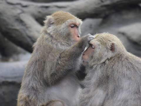動物園特展賀新春 限量紅包、紀念門票迎猴年