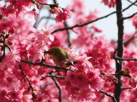 信步花間 草山正是花好時節 2016陽明山花季 本週六登場