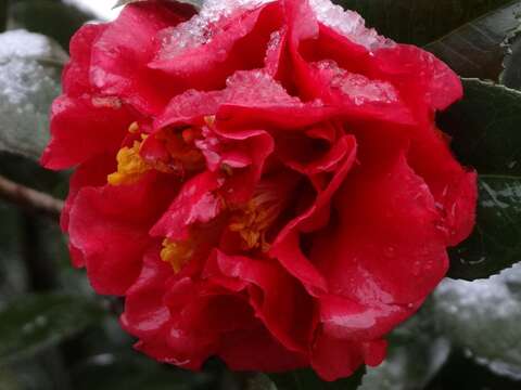 信步花間 草山正是花好時節 2016陽明山花季 本週六登場