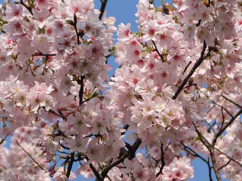 信步花間 草山正是花好時節 2016陽明山花季 本週六登場