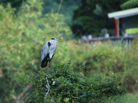 體型大的冬候鳥-蒼鷺 主要食物為魚類 昆蟲 兩棲類