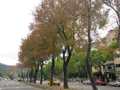 至善路2段楓紅優雅變裝