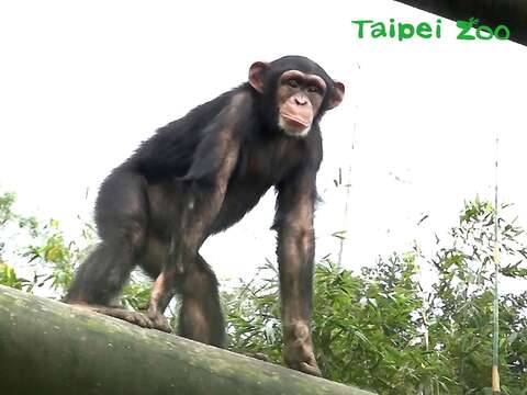 從小就活潑好動的黑猩猩小朋友「娃智」已經五歲了！