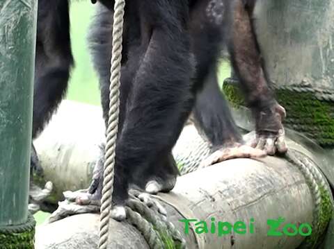 黑猩猩「娃智」（後）成功混群，當老大（前）跟班明哲保身