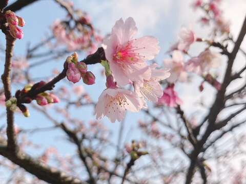 126樂活公園櫻花