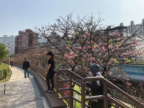 126樂活公園櫻花與民眾