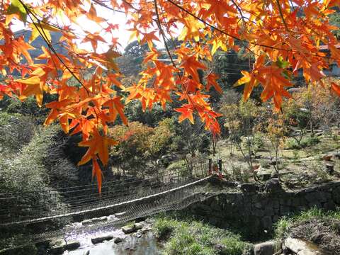 士林區福田園休閒農場楓紅