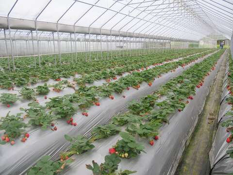 內湖區清香休閒農場草莓園