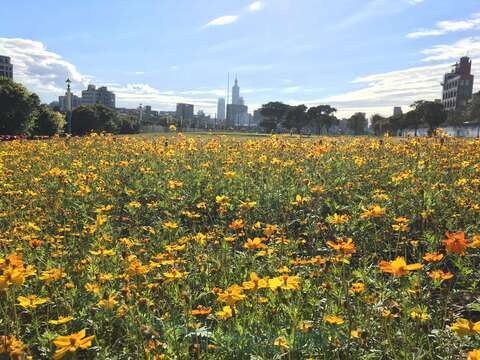 成美右岸河濱公園黃波斯花海綻放 現在正是賞花期
