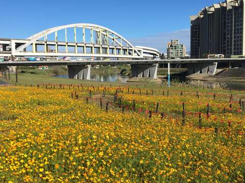 成美右岸河濱公園黃波斯花海綻放