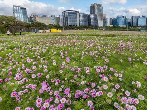 美堤河濱公園 粉色大波斯花海浪漫盛開