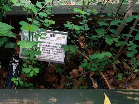 嶺南白蓮茶