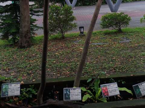 羅氏鹽膚木