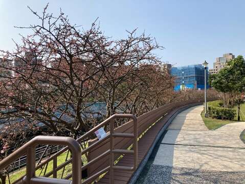 樂活公園櫻花(臺北市政府工務局公園路燈工程管理處提供)