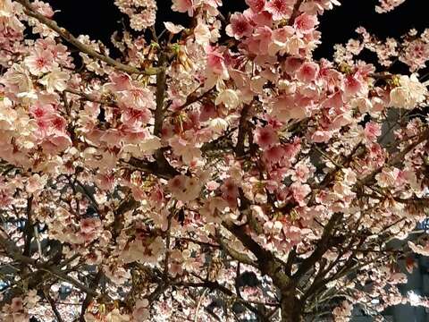 樂活公園夜櫻風情