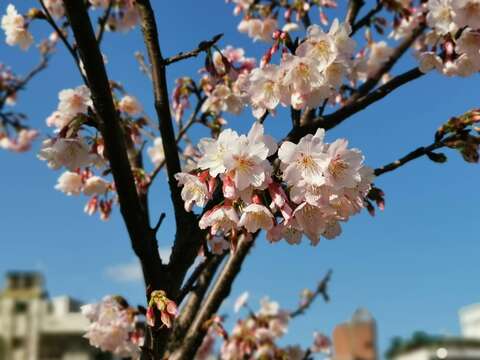 櫻花綻放