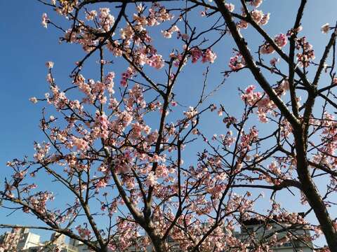 樂活公園櫻花盛開
