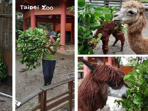 各區大大小小的動物廚房是全年無休的，請民眾不用擔心動物們在過年期間可能會餓肚子