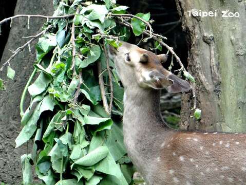 梅花鹿：動物園的工作人員辛苦了！謝謝你們！