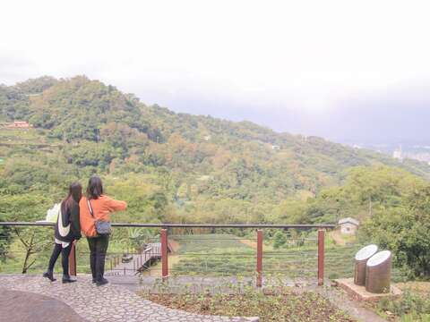 展演廣場俯瞰茶園梯田景致。