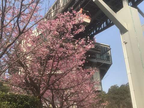 貓空賞櫻