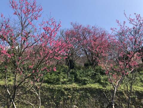 23陽明公園櫻花