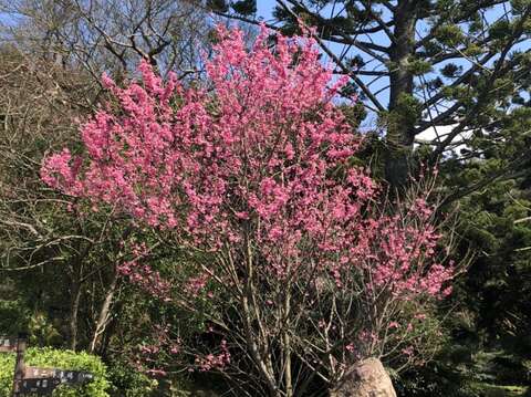 23陽明公園櫻花遠景