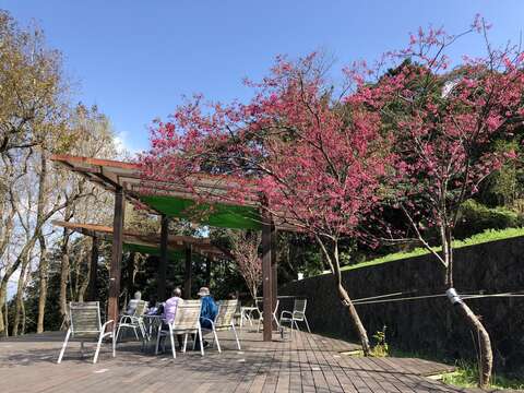 櫻花開